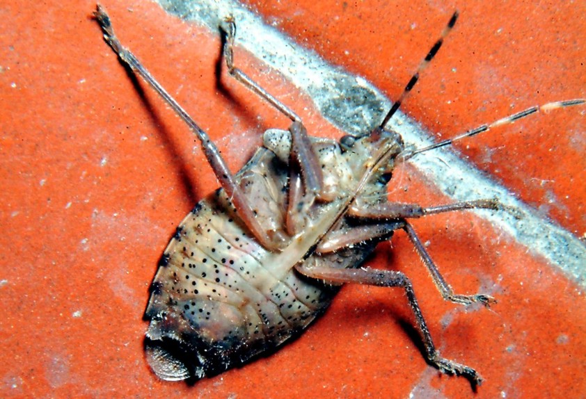 Rhaphigaster nebulosa